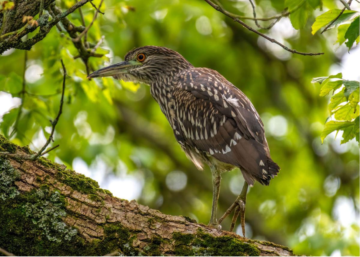 Black crowned Night Heron 05