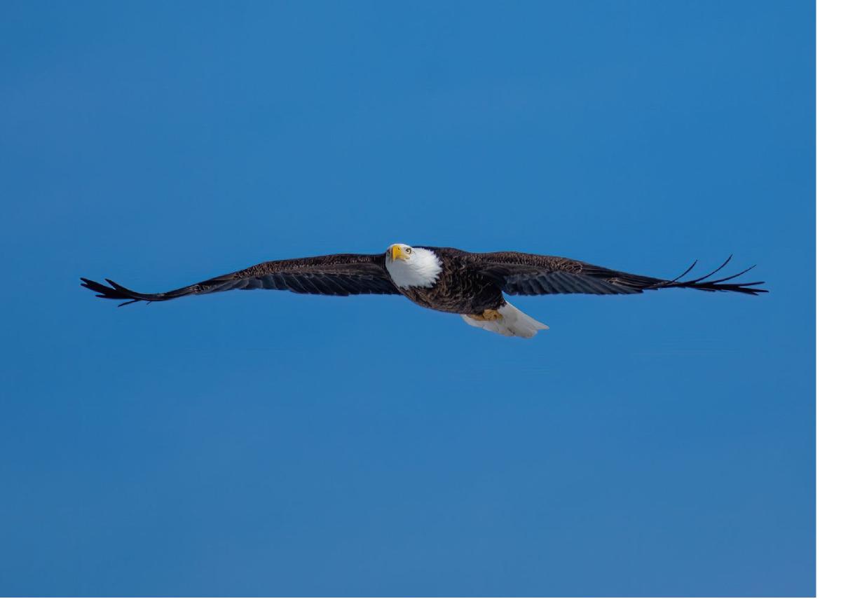 Bald Eagle 03
