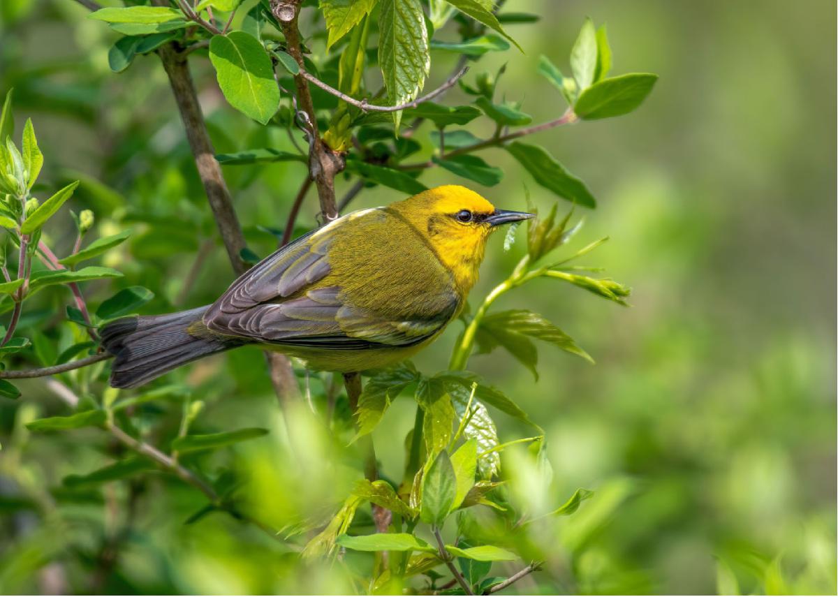 Blue winged Warbler 01