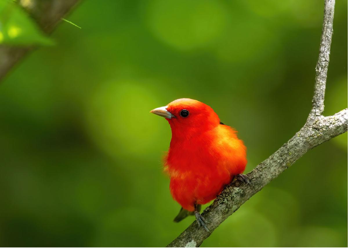 Scarlet Tanager 01