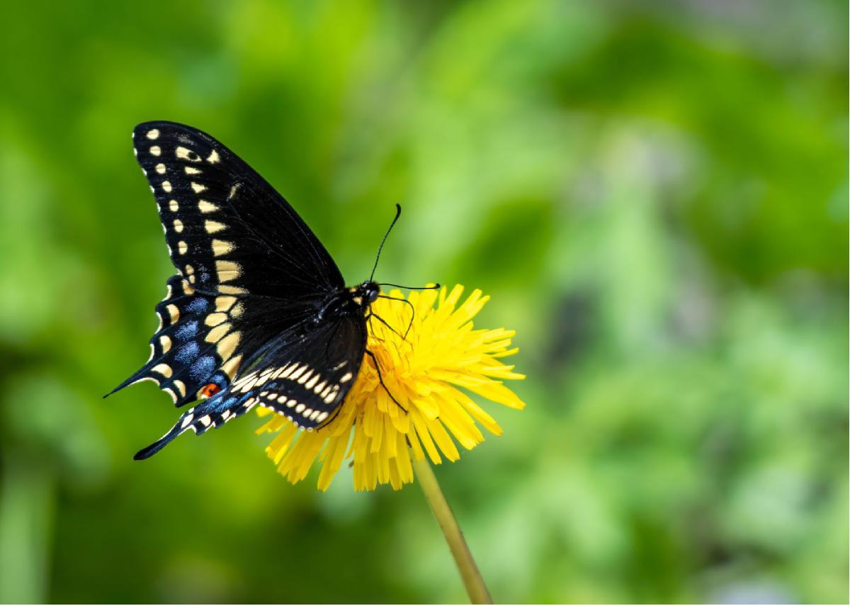 Black Swallowtail 01