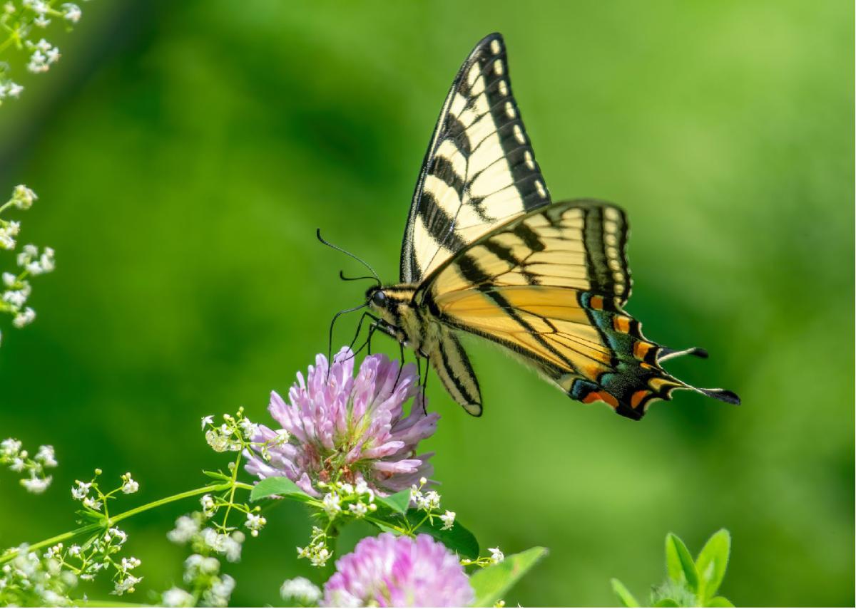 Canadian Tiger Swallowtail 01