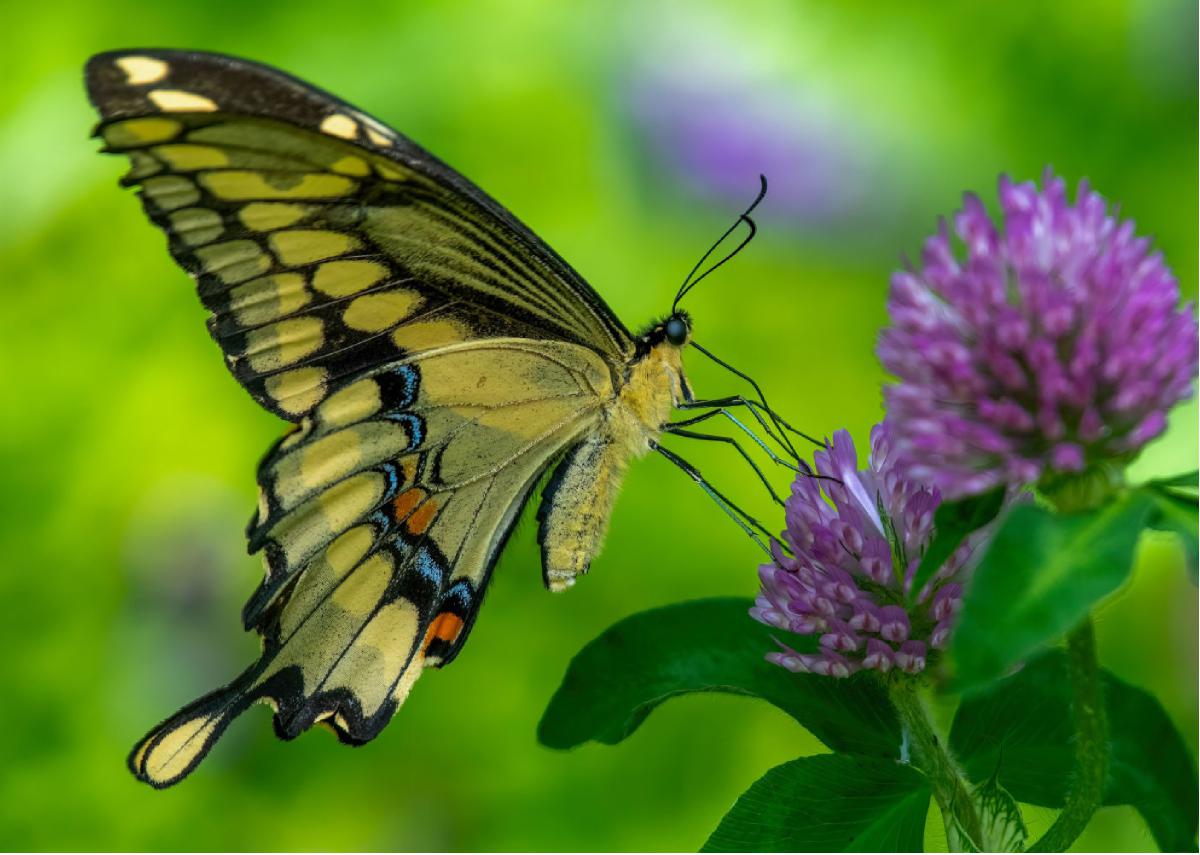 Eastern Giant Swallowtail 01