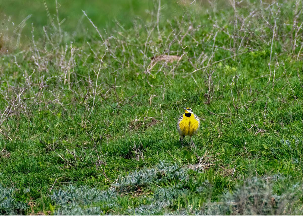 Eastern Meadowlark 03