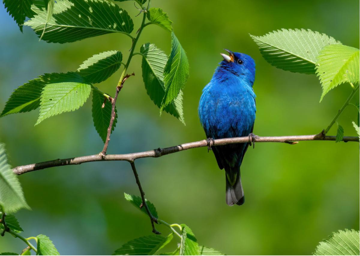 Indigo Bunting 02