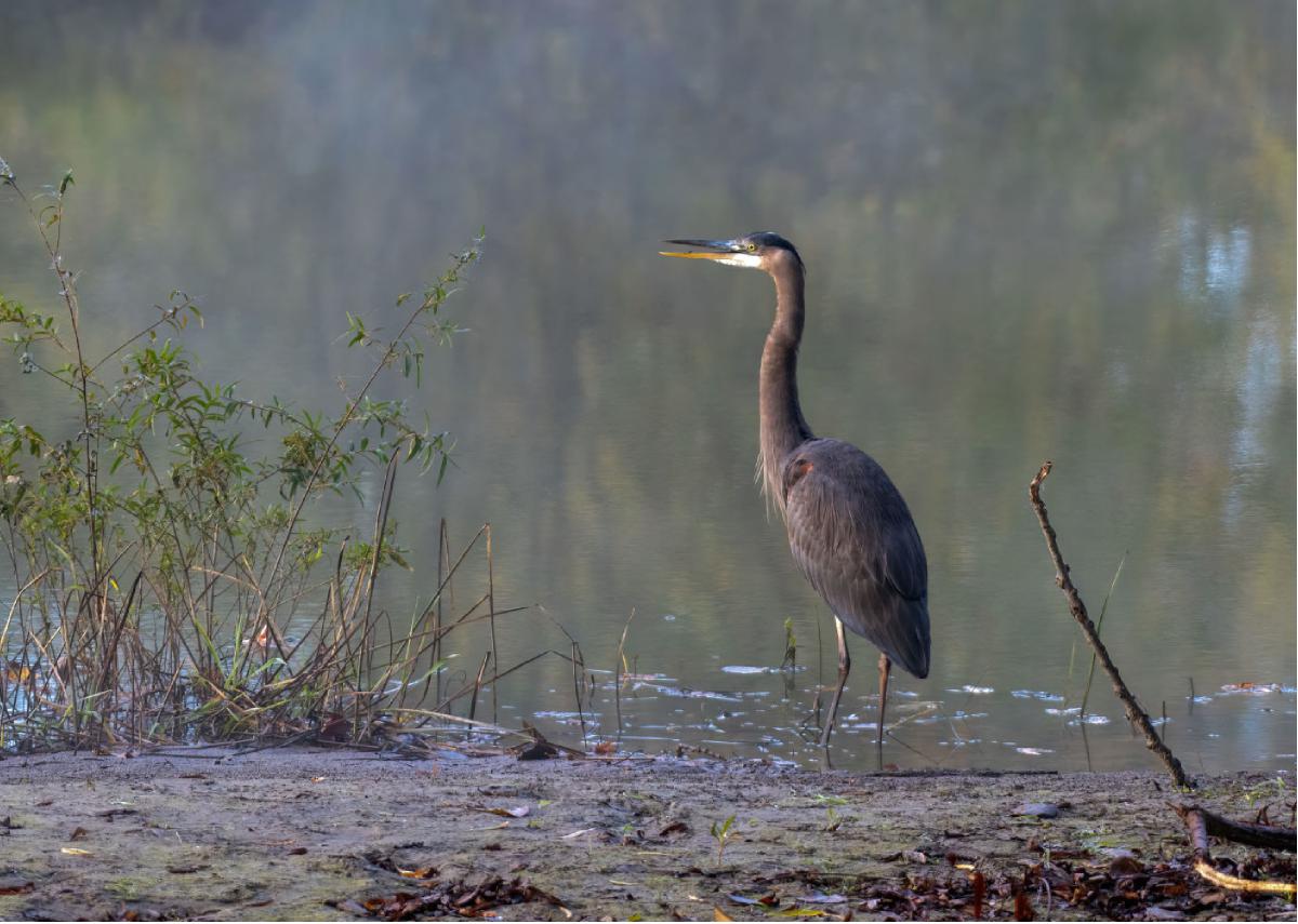 Great Blue Heron 02