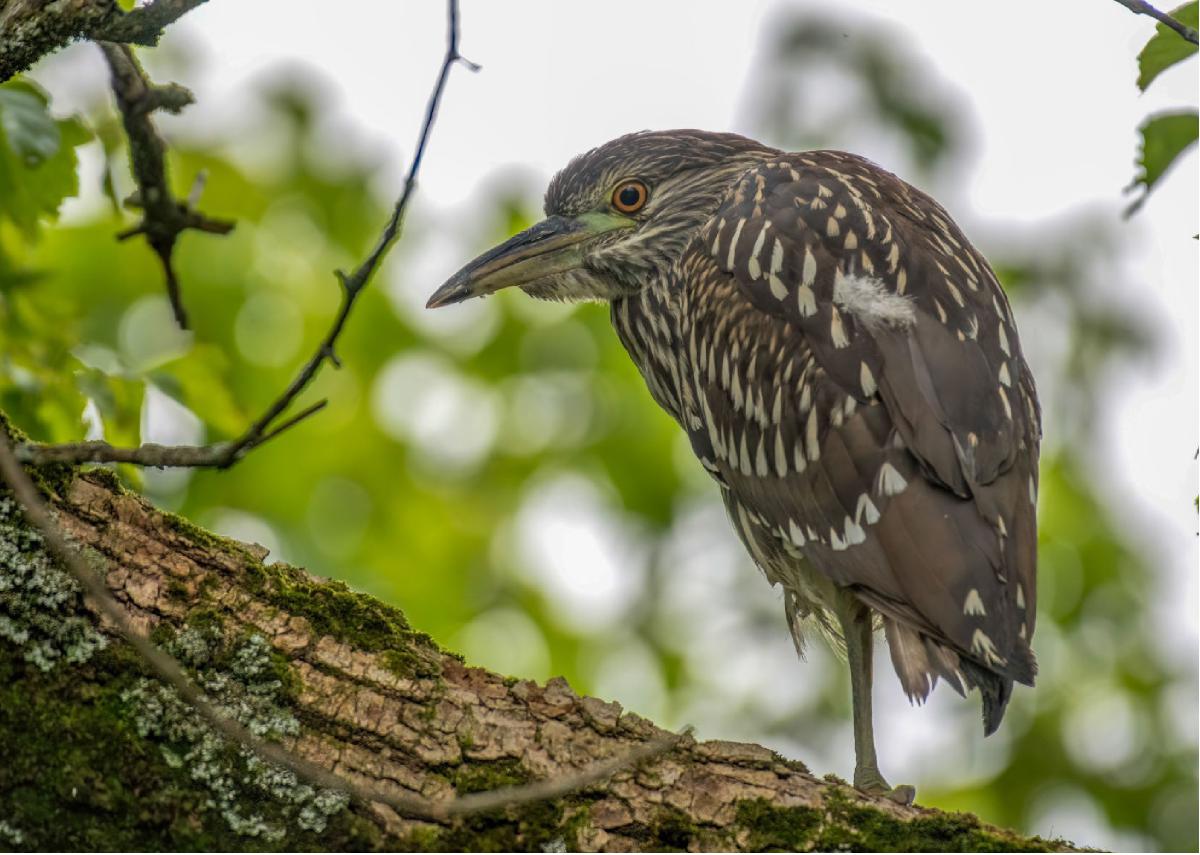 Black crowned Night Heron 04