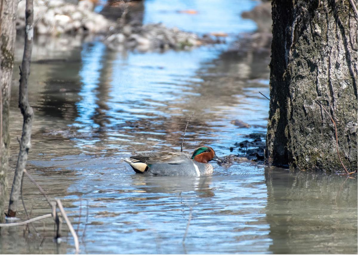 Green winged Teal 01