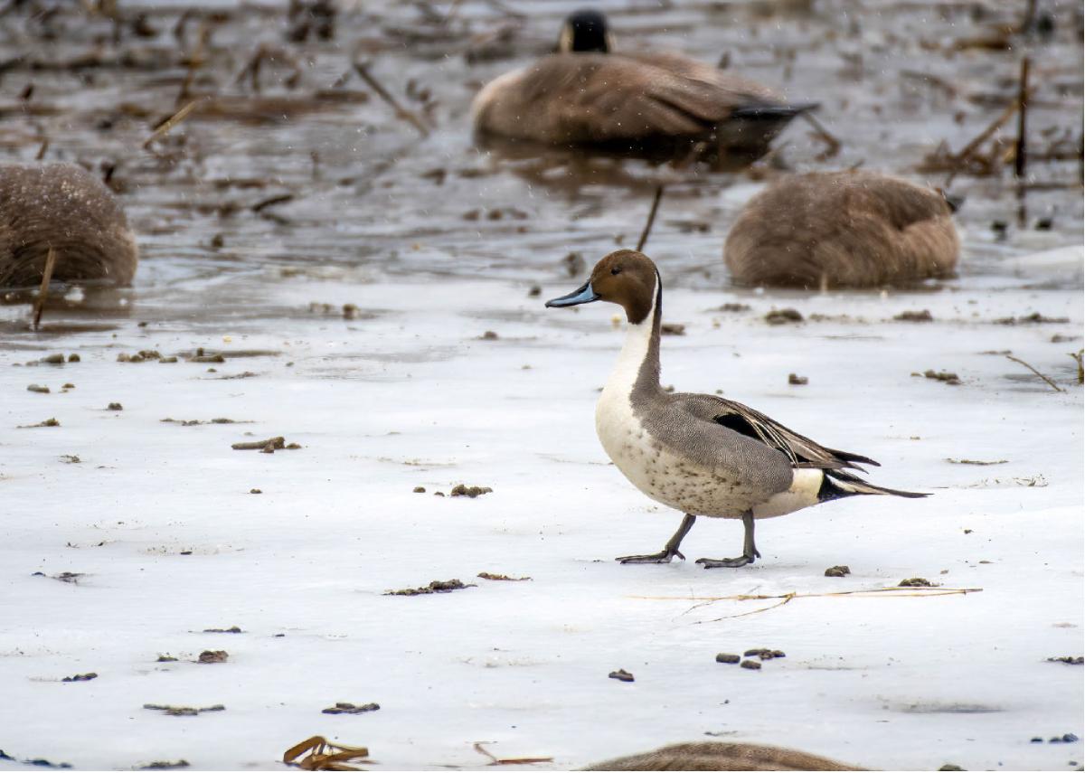 Northern Pintail 02