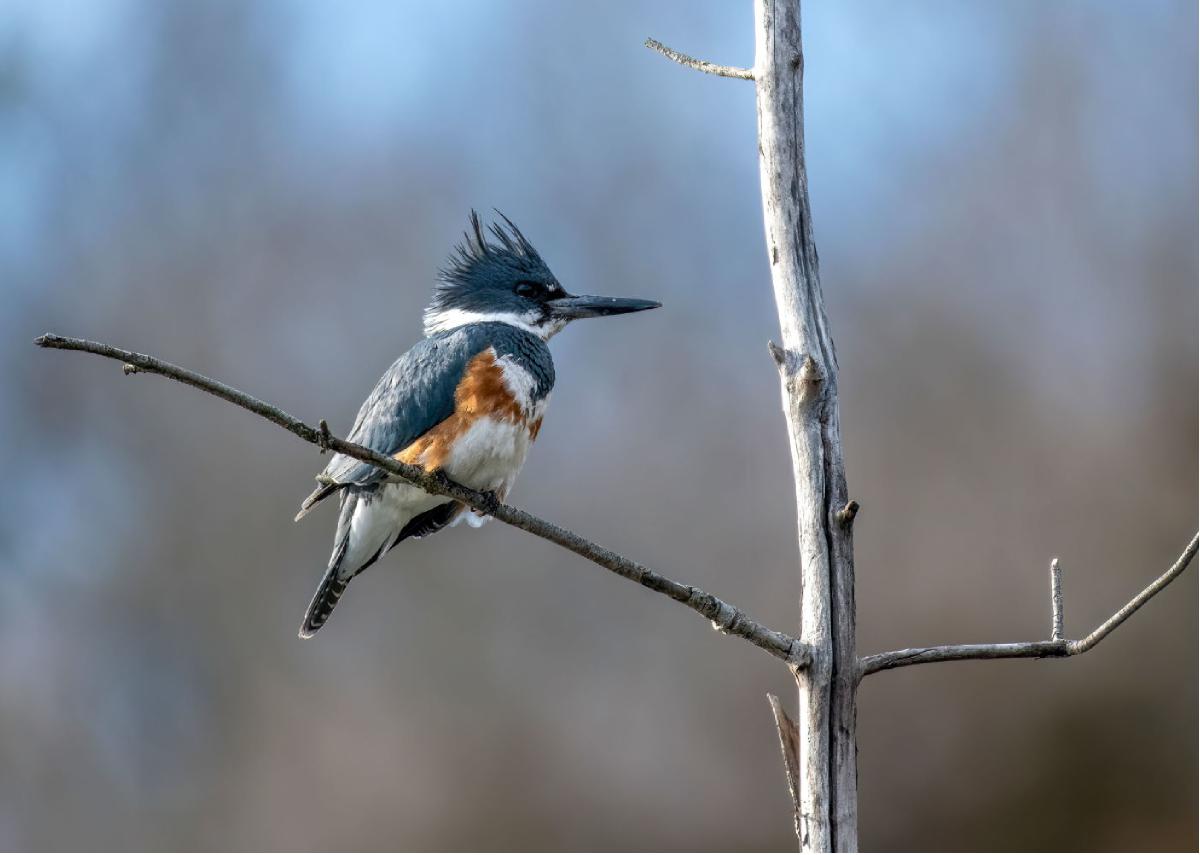 Belted Kingfisher 03