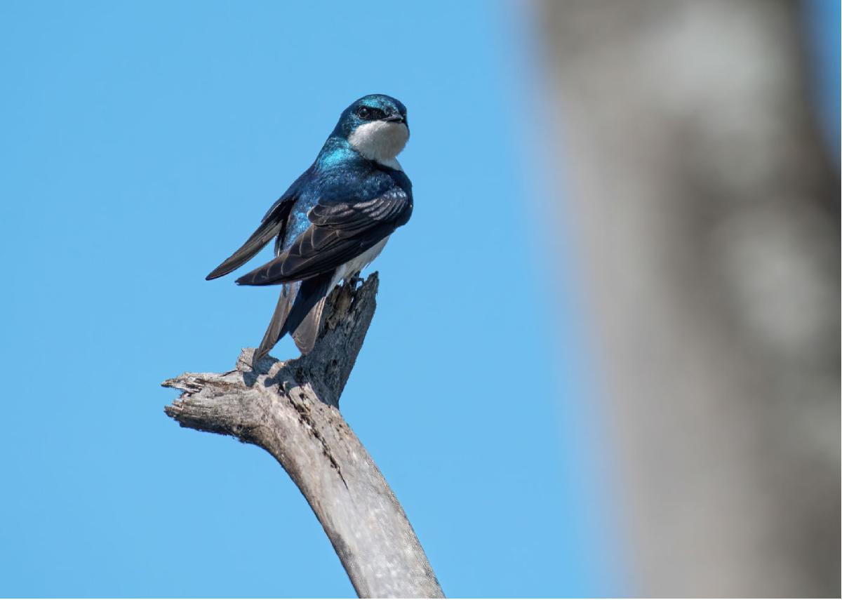 Tree Swallow 01