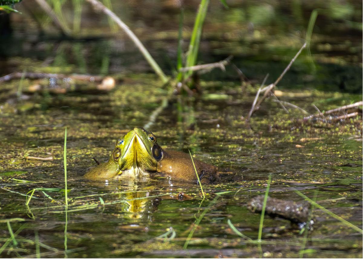 American Bullfrog 03