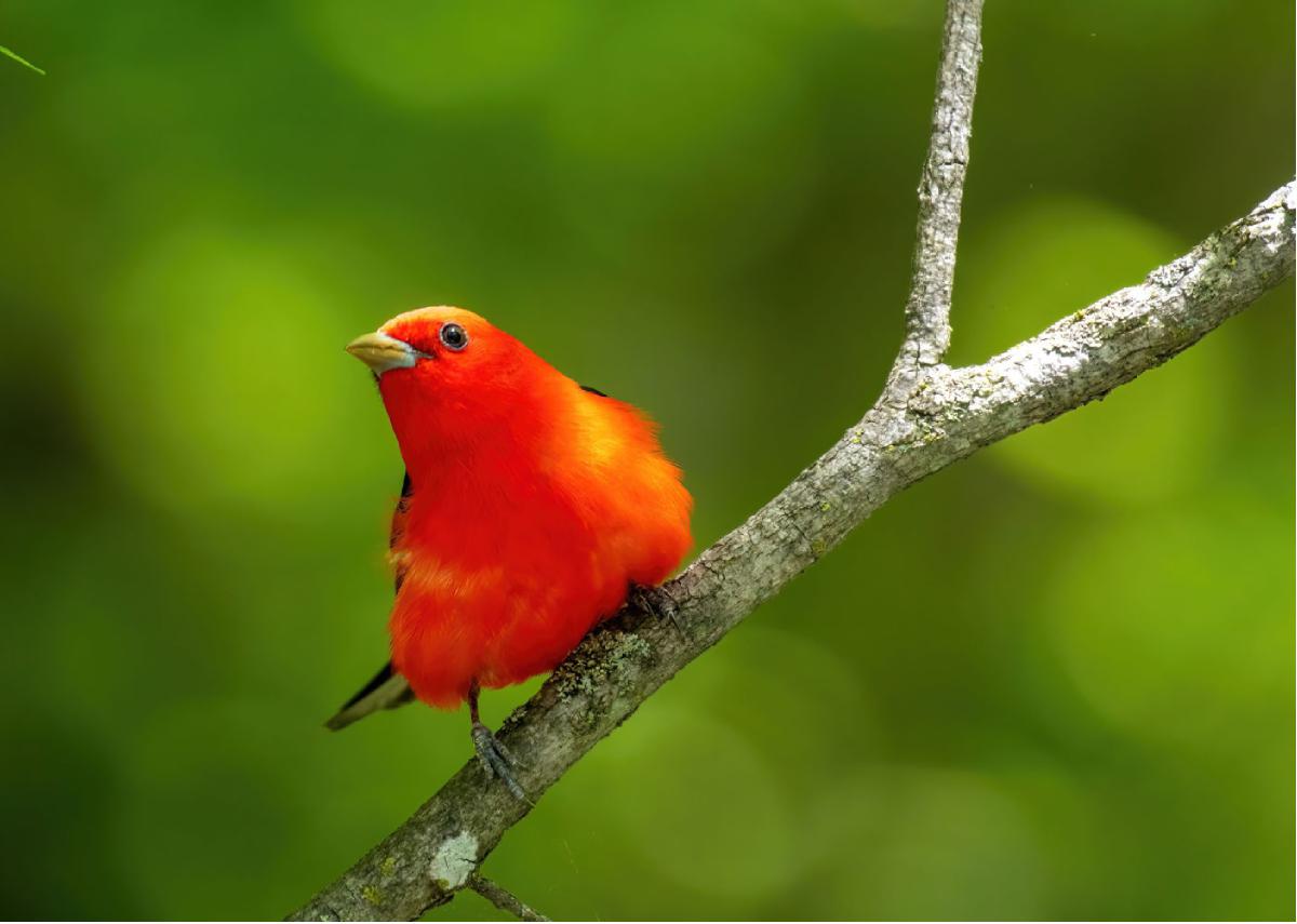 Scarlet Tanager 02