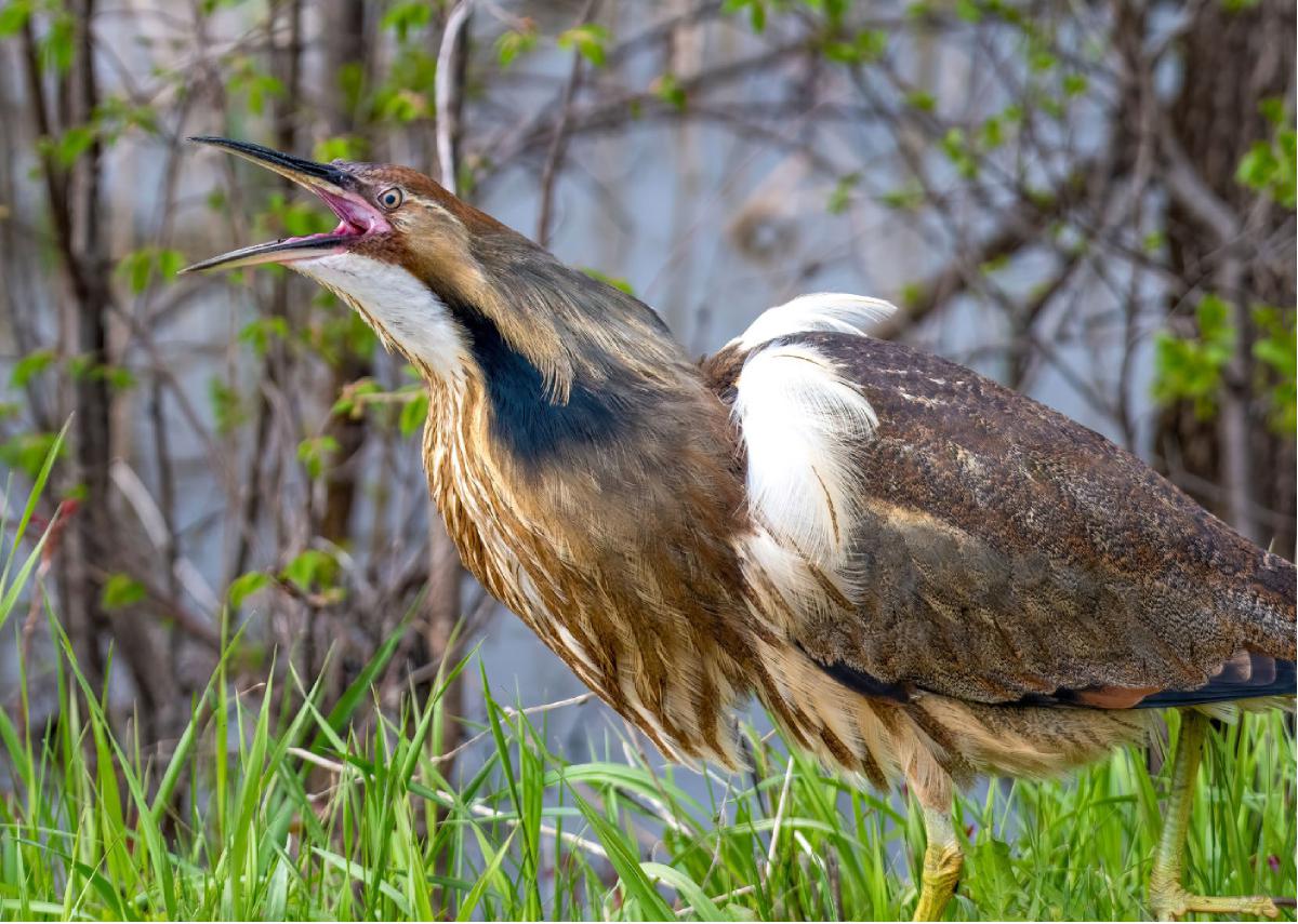 American Bittern 10