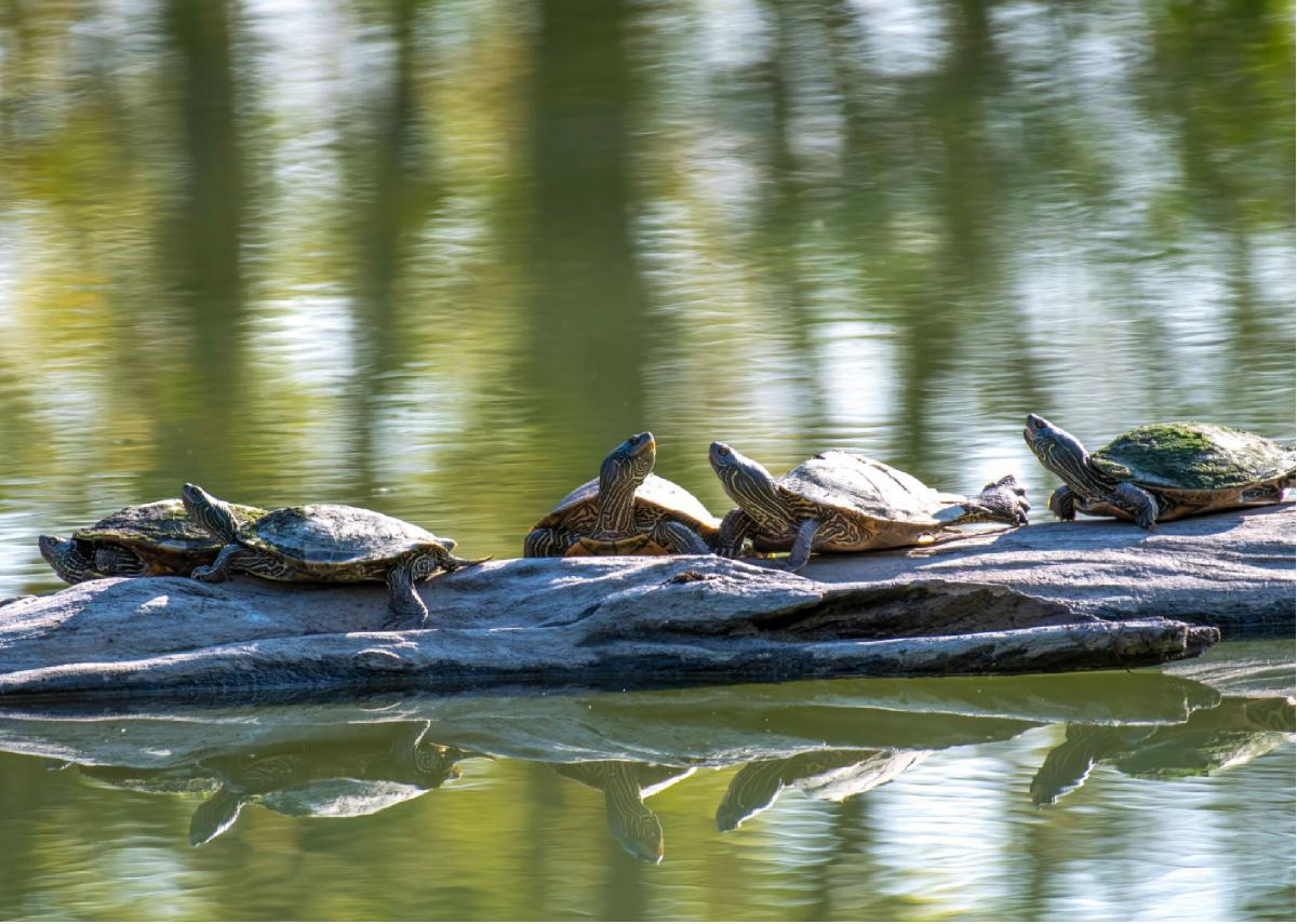 Northern Map Turtle 10