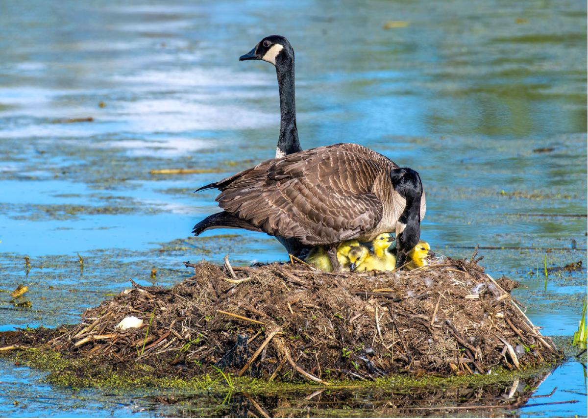 Canada Goose 03