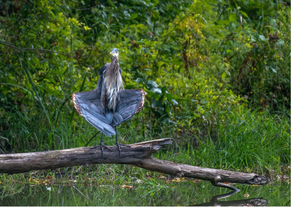 Great Blue Heron 03