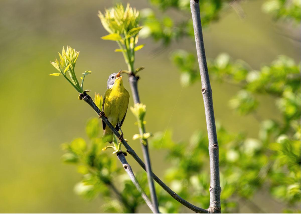 Nashville Warbler 02