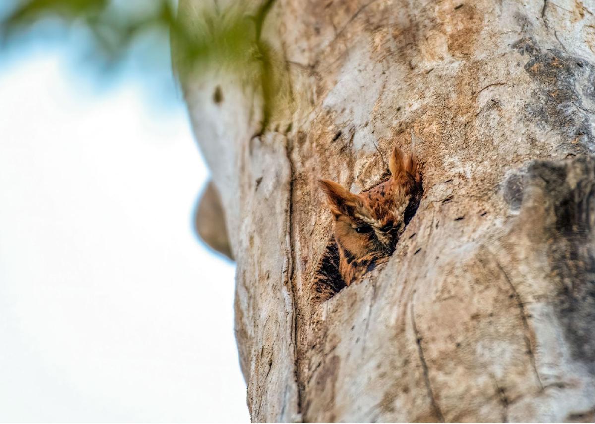 Eastern Screech Owl 17