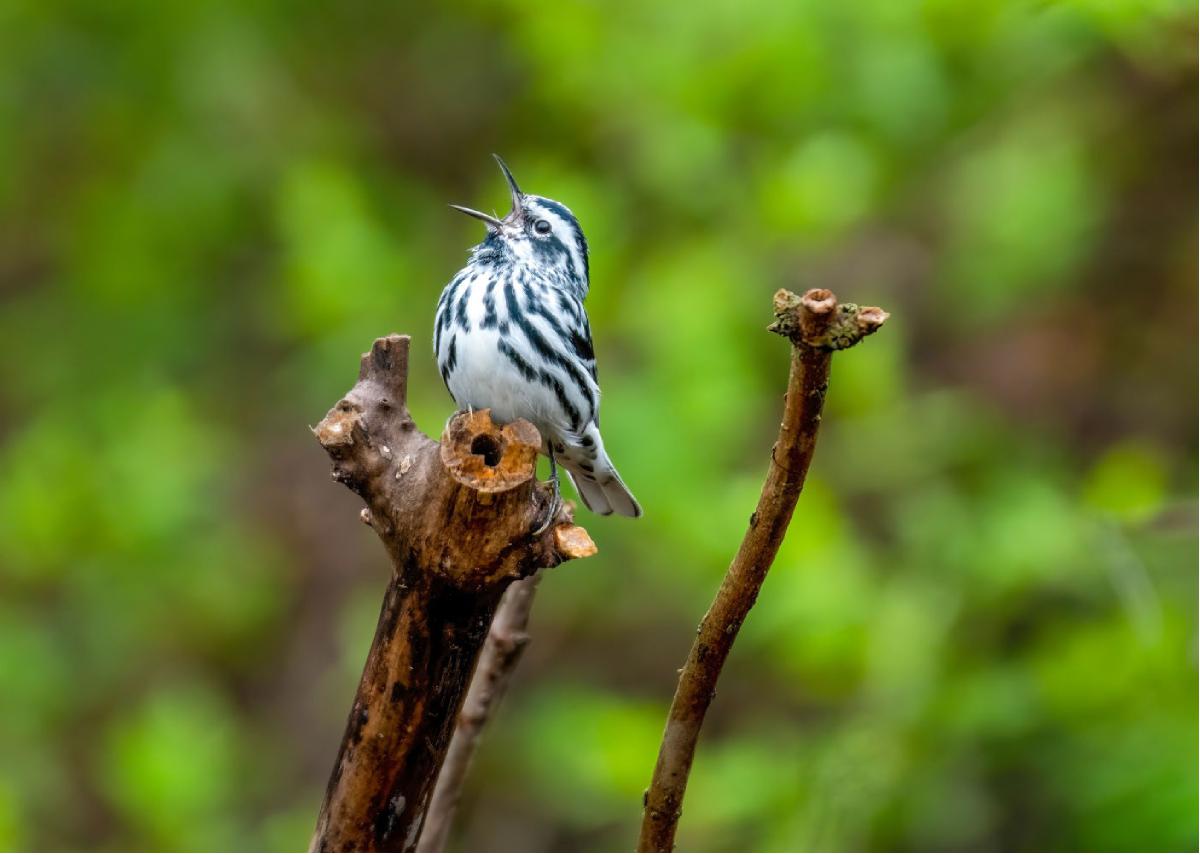 Black and white Warbler 02