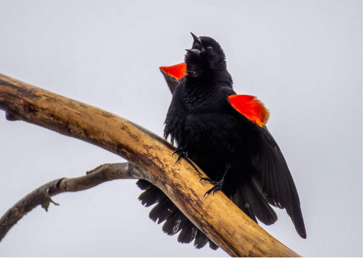 Red winged Blackbird 02