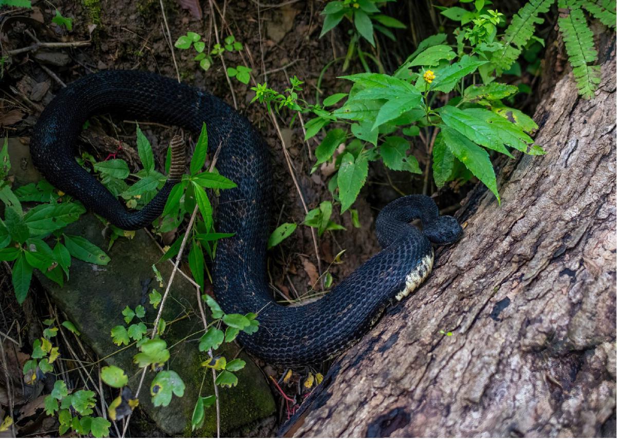 Timber Rattlesnake 04