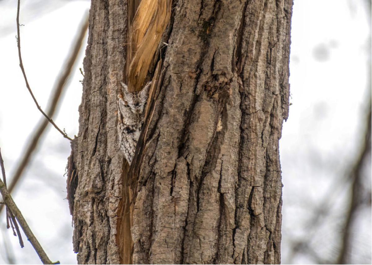 Eastern Screech Owl Card 05