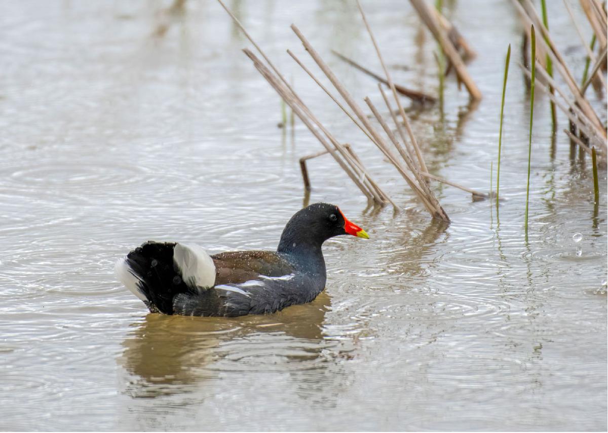 Common Gallinule 01