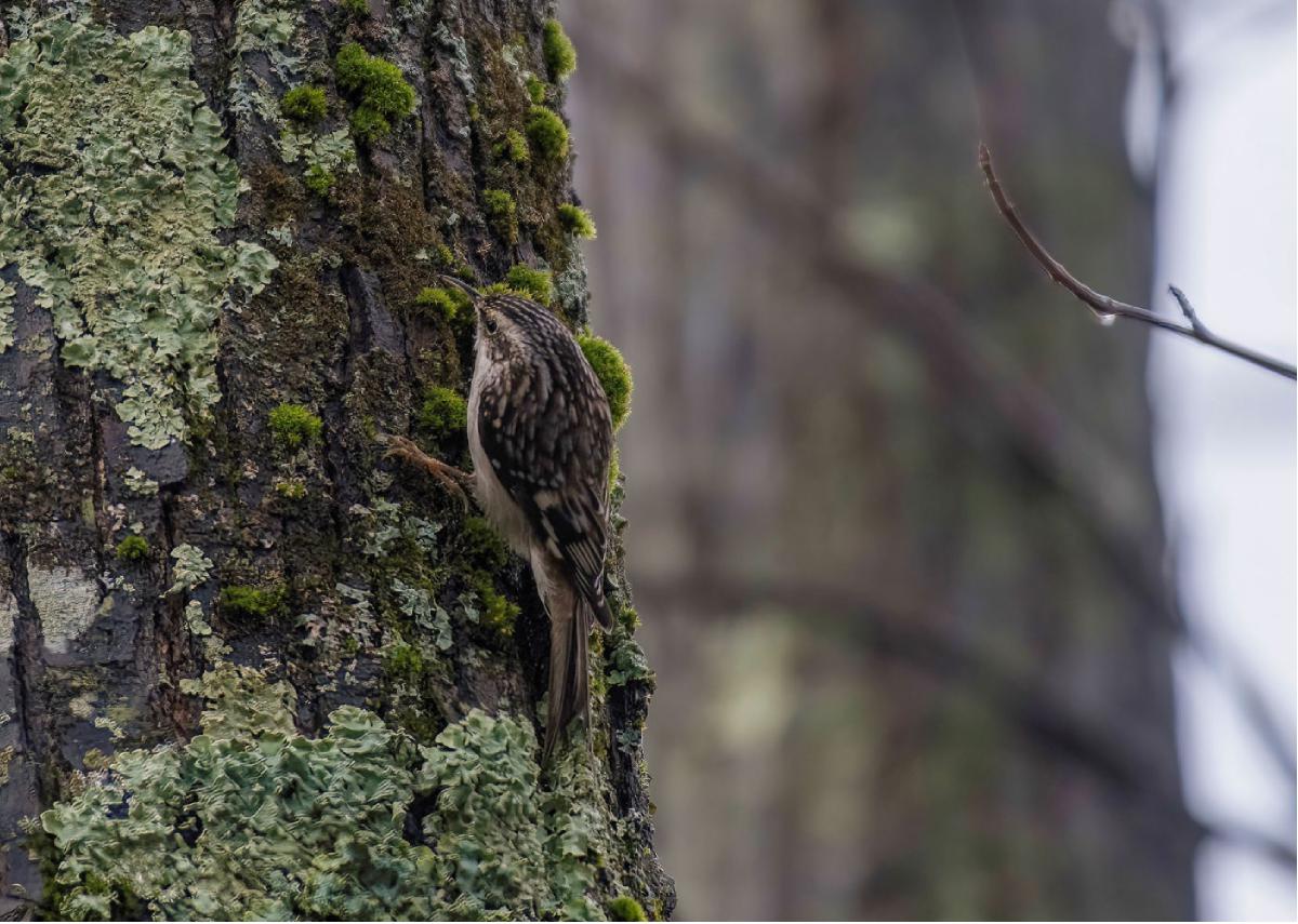 Brown Creeper 01