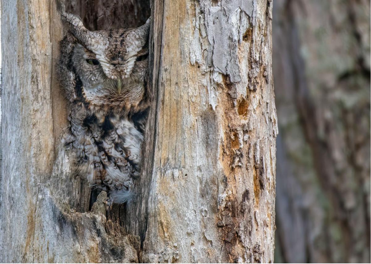 Eastern Screech Owl 19