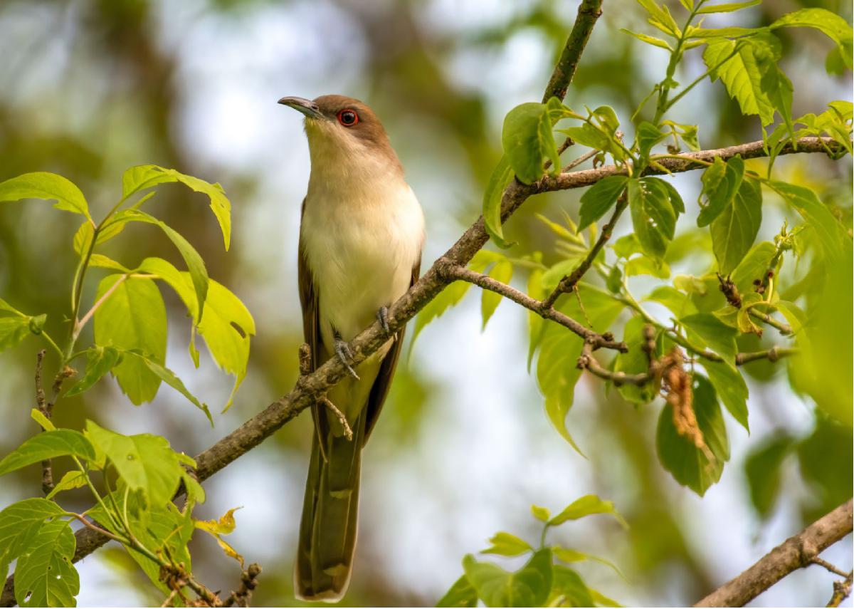 Black Billed Cuckoo 01