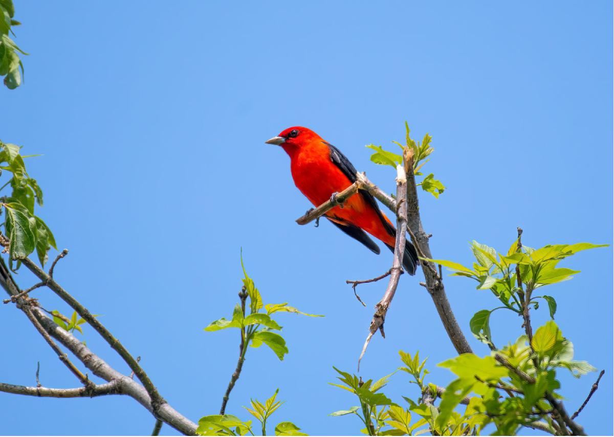 Scarlet Tanager 04