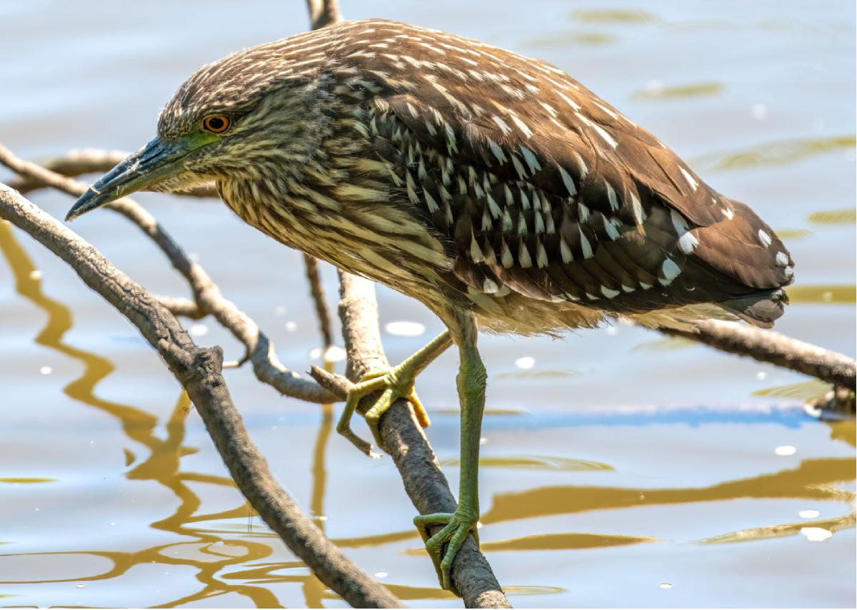 Black crowned Night Heron 01