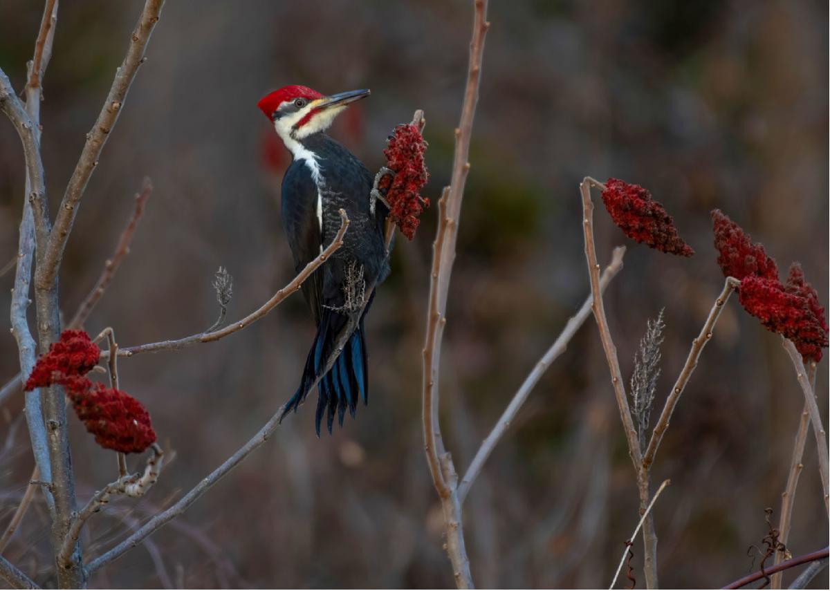 Pileated Woodpecker 02