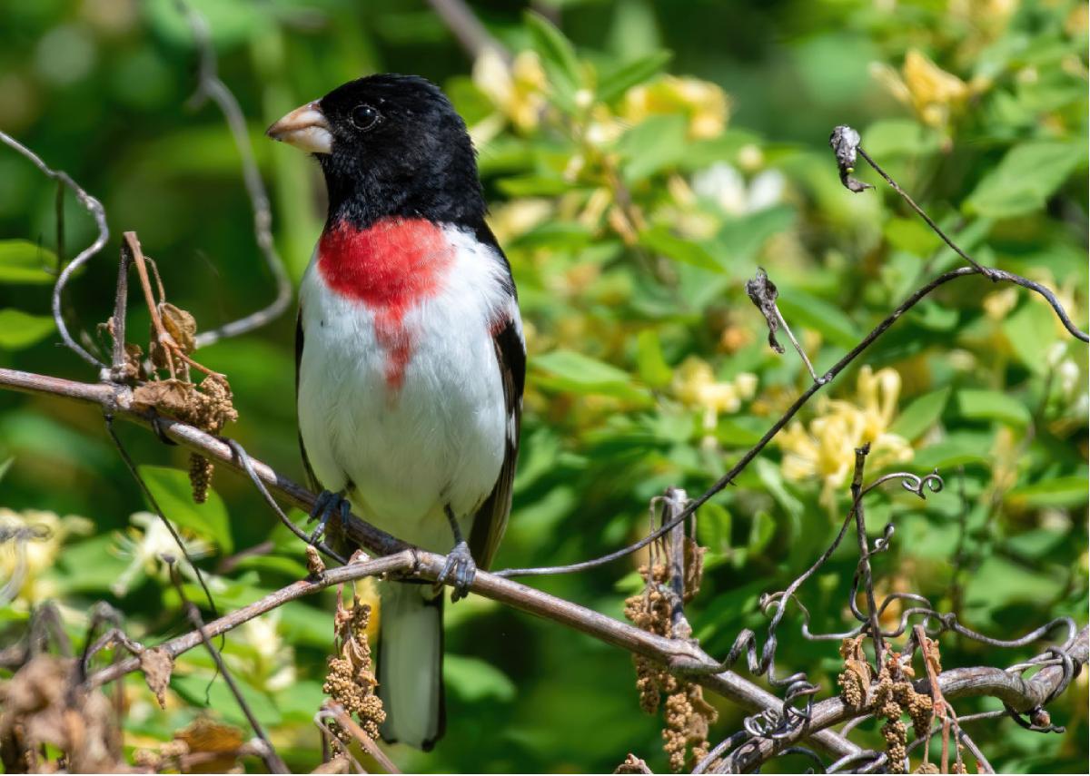 Rose breasted Grosbeak 01