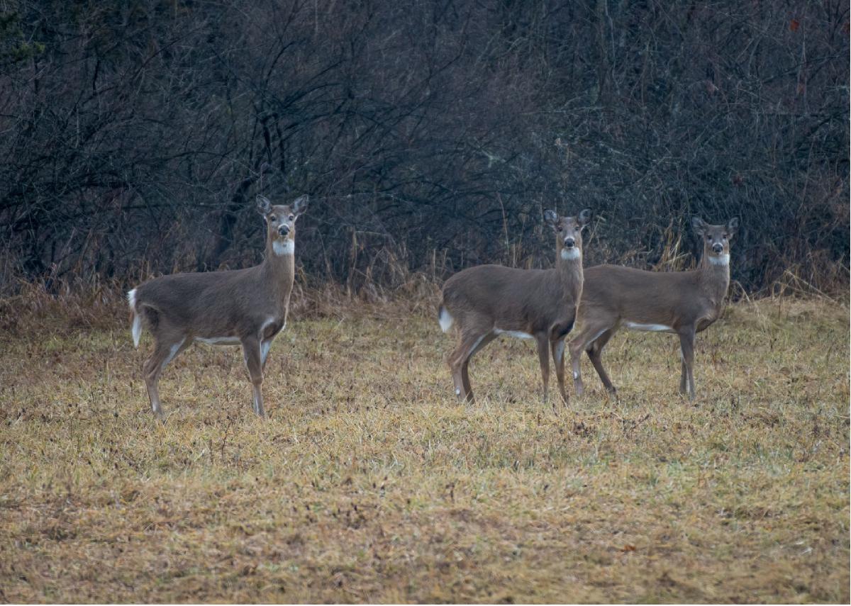 White Tailed Deer 02