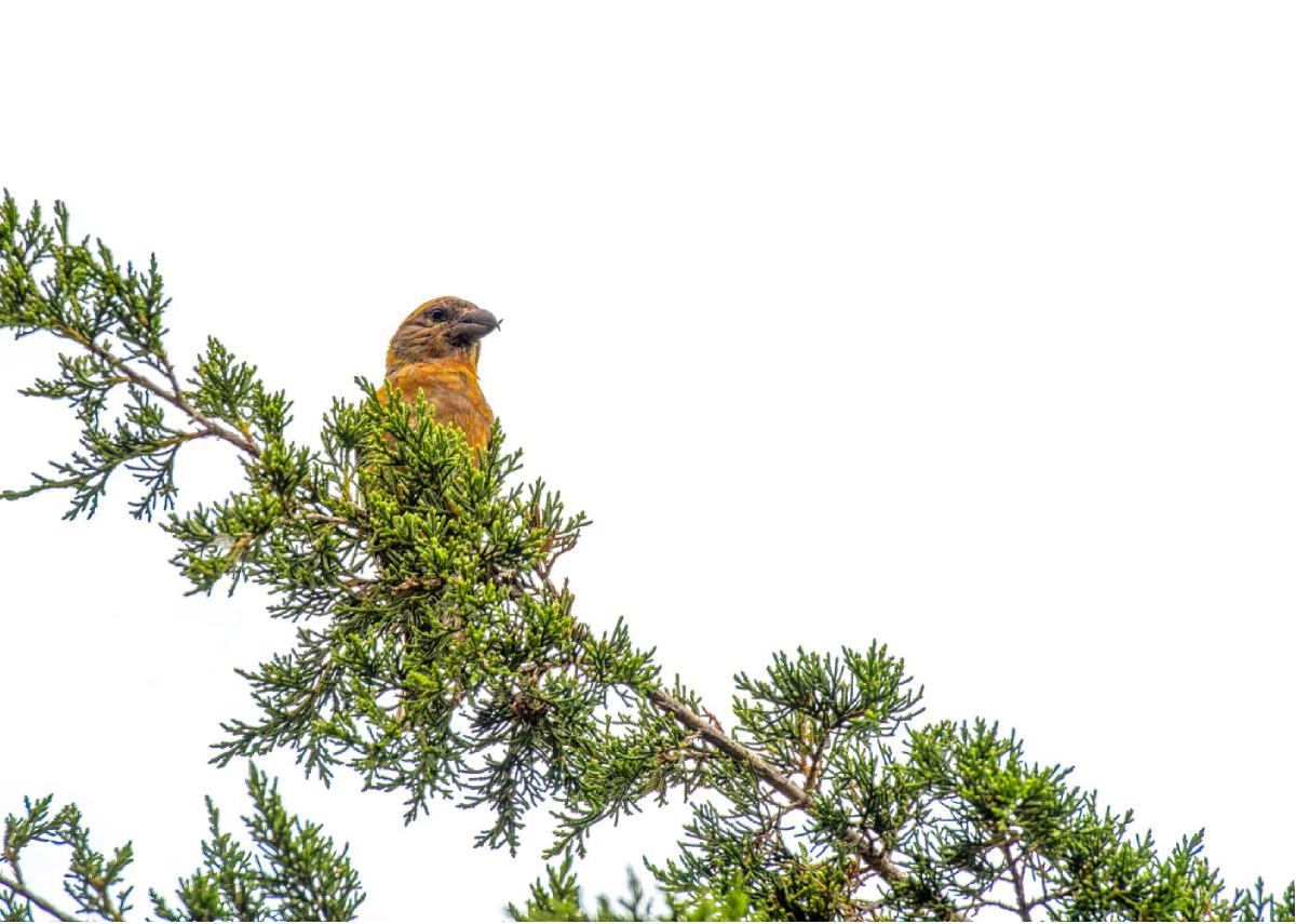 Red Crossbill 01