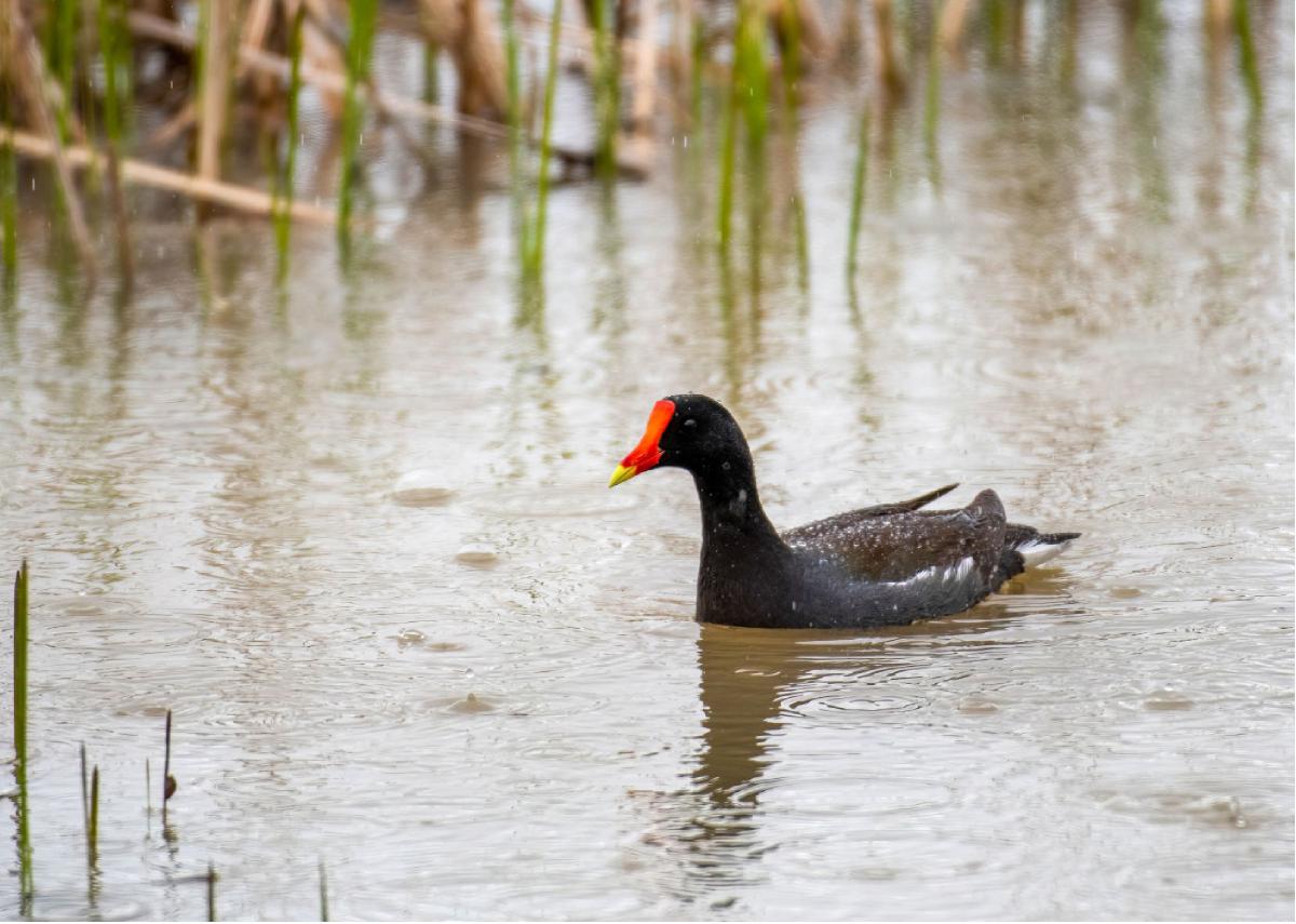 Common Gallinule 02