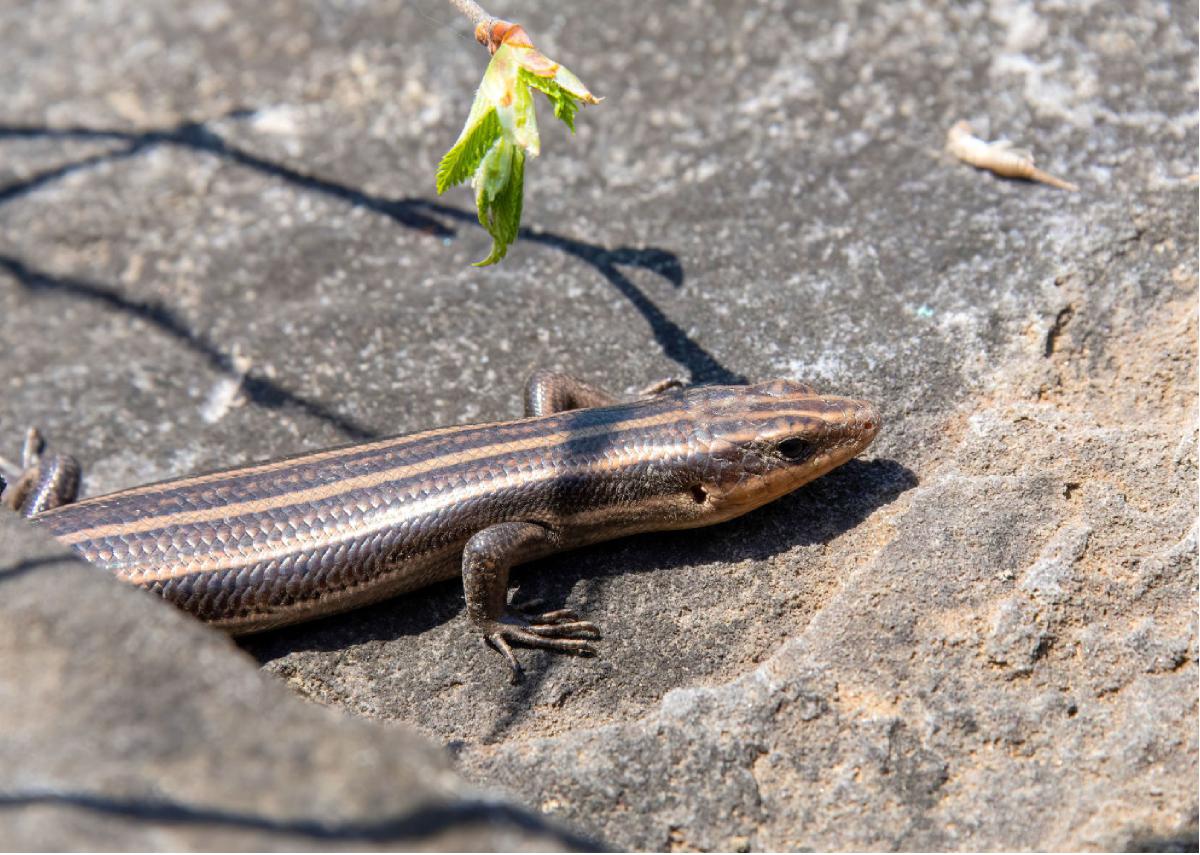 Five lined Skink 01