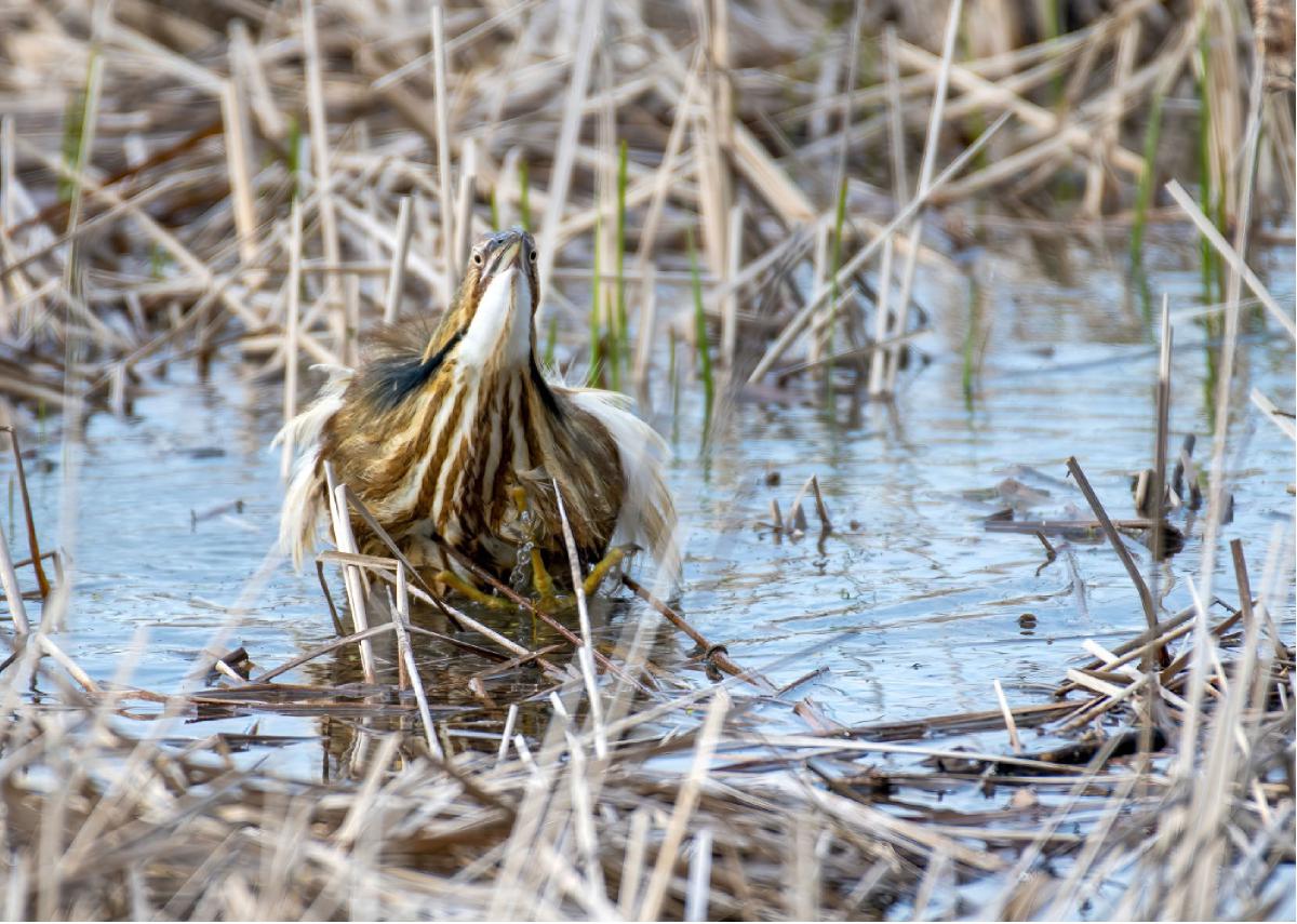 American Bittern 01