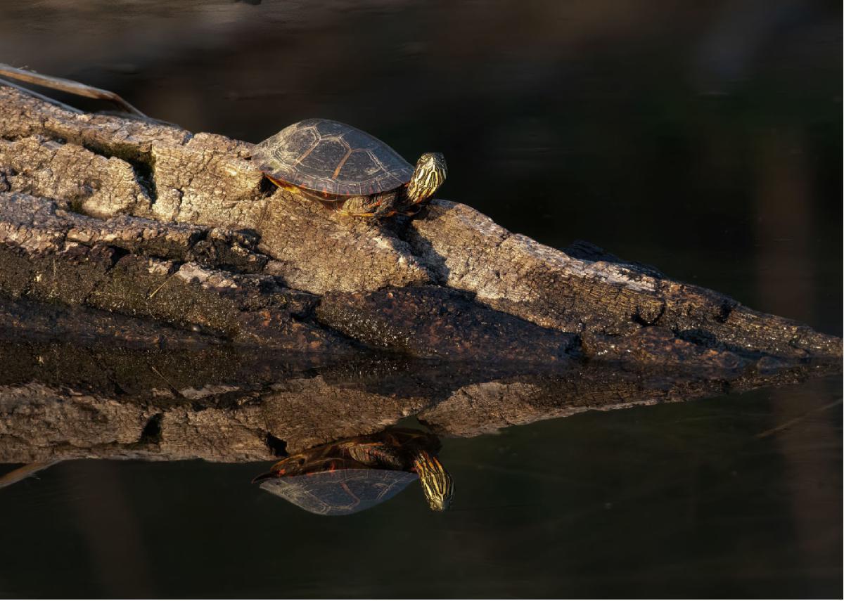 Painted Turtle 04