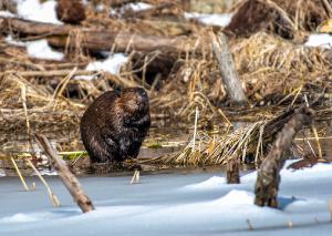 Beaver 01