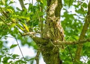 Eastern Screech Owl 09