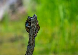 Common Musk Turtle 02