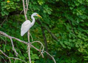 Great Egret 04