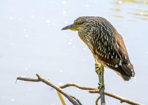 Black crowned Night Heron 02