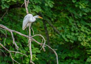 Great Egret 01