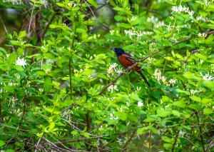 Orchard Oriole 02