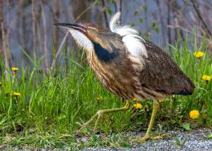 American Bittern 07