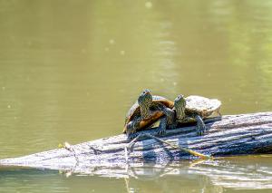 Northern Map Turtle 04